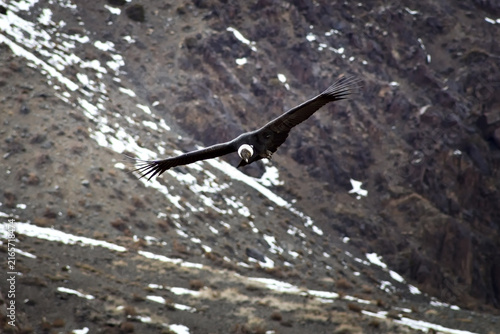 Majestic Andean condor (Vultur gryphus) in flight, spotted in the Aconcagua provincial park in Mendoza, Argentina.