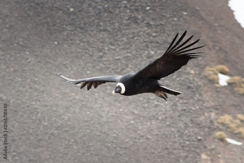 Fototapeta premium Majestic Andean condor (Vultur gryphus) in flight, spotted in the Aconcagua provincial park in Mendoza, Argentina.