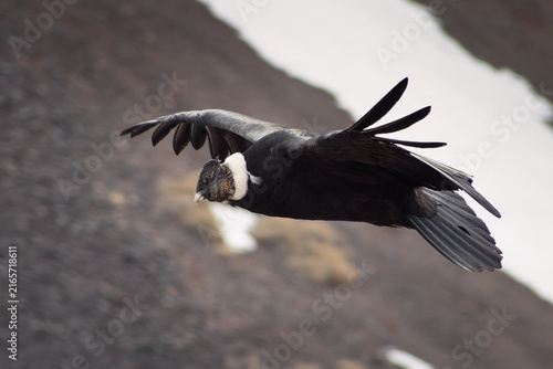 Majestic Andean condor (Vultur gryphus) in flight, spotted in the Aconcagua provincial park in Mendoza, Argentina.