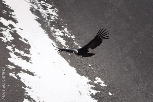 Majestic Andean condor (Vultur gryphus) in flight, spotted in the Aconcagua provincial park in Mendoza, Argentina.
