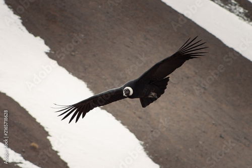Majestic Andean condor (Vultur gryphus) in flight, spotted in the Aconcagua provincial park in Mendoza, Argentina.