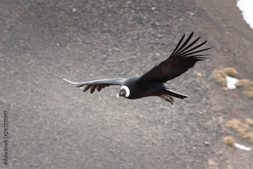 Majestic Andean condor (Vultur gryphus) in flight, spotted in the Aconcagua provincial park in Mendoza, Argentina.