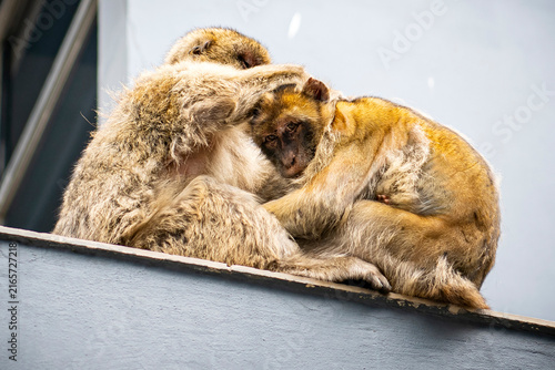 Cuadro en lienzo Barbary Macaques Huddling Together on the Rock of Gibraltar