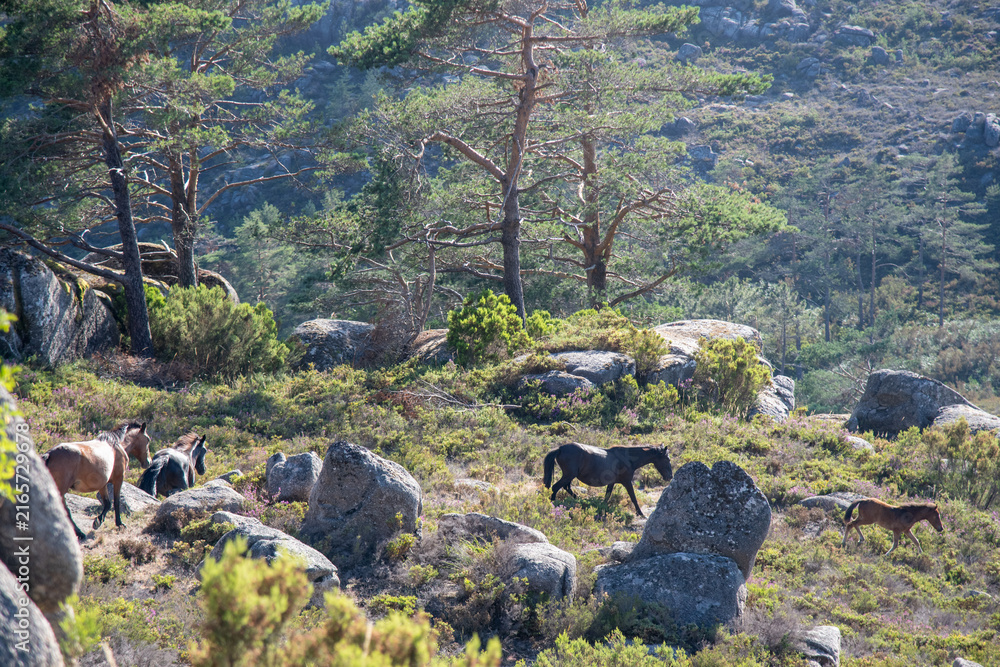 Naklejka premium Herd of Wild Horses Walking on Rocky Mountain Slope with Pine Trees