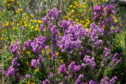 Fotografie Vibrant Purple Heather and Yellow Gorse Blooming in Wild Nature