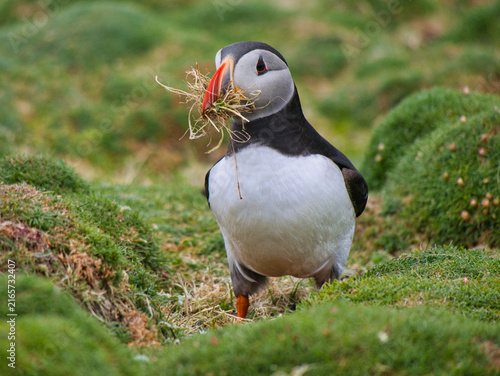Atlantic puffin carrying grass for its burrow nest on Fair Isle UK amid vivid green coastal vegetation