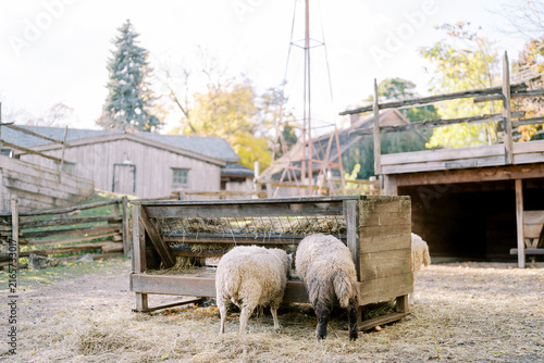 Quadro su tela Sheep Eating Hay at Wooden Feeder in Rural Farmyard