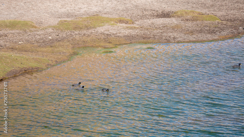 Foto Aves silvestres en laguna alta montaña Chile 01