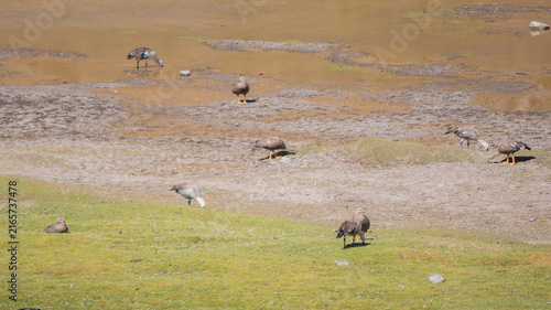 Foto Aves silvestres en laguna alta montaña Chile 03