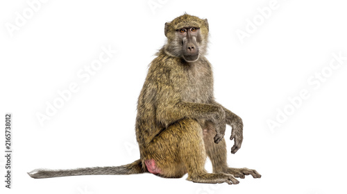Kinda baboon African wild primate sitting isolated on transparent background