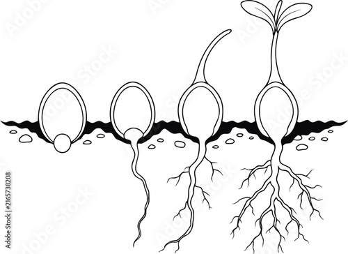 Seed Germination
