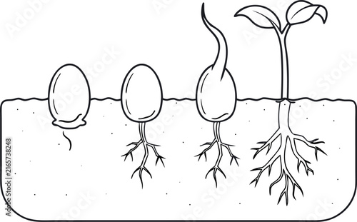 Seed Germination