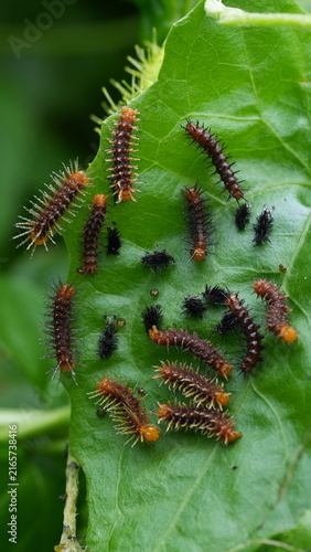 Gulf Fritillary Caterpillars on Passionflower Leaf