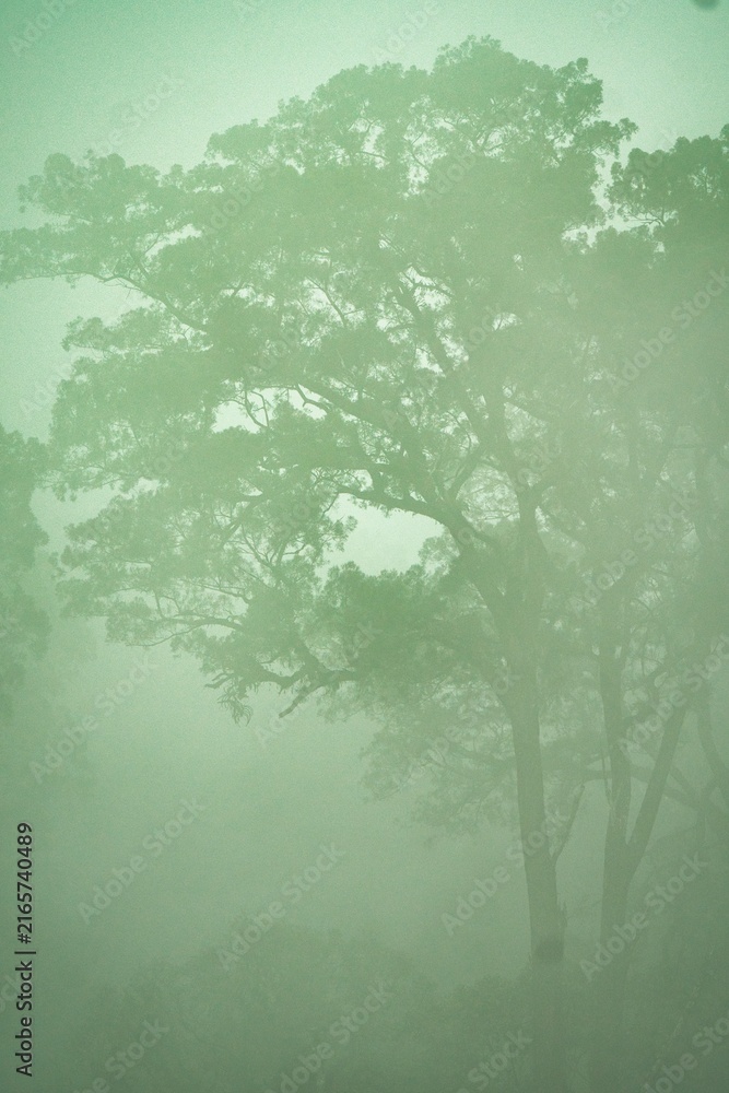 Fototapeta premium Foret in a fog