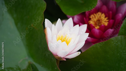 Canvastavla White and Pink Water Lilies Among Green Lily Pads