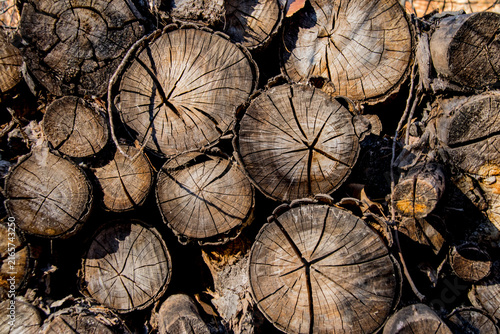 Tree trunks cut for firewood