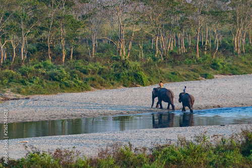 фотографія Two Indian elephants , Elephas maximus indicus, at Gorumara National Park
