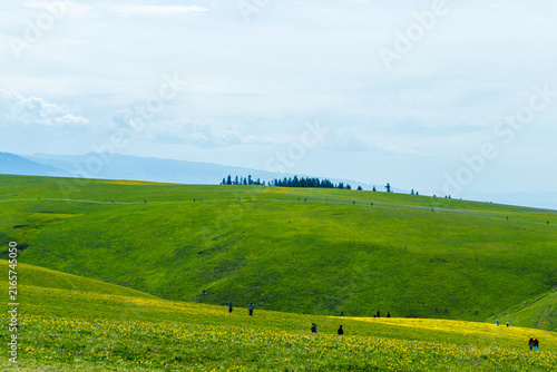 Canvastavla Summer Wildflower Meadow in Kalajun Grassland, Ili, Xinjiang