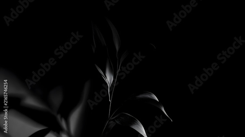 A close-up of a dark green leaf silhouetted against a black background, evoking a sense of calm and tranquility.
