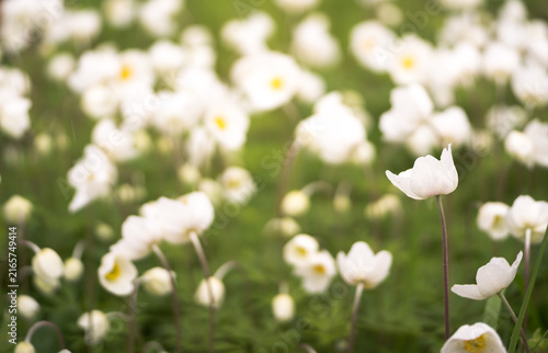 Anemones bloom in a group on a spring green meadow in the soft light of the morning. Background. Selective focus in the foreground