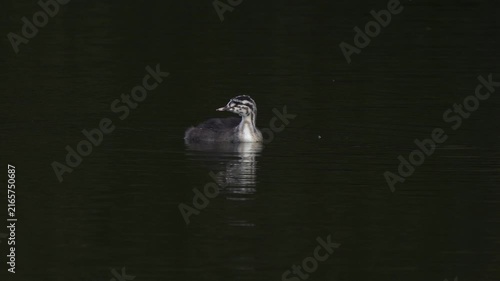 A juvenile great crested grebe (Podiceps cristatus) swimming around.