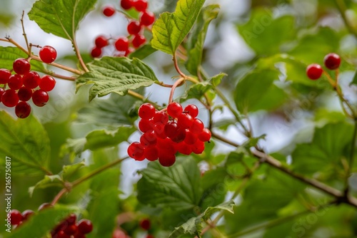 bright red berries and leaves of high bush cranberry viburnum opulus