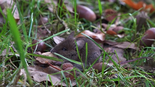 A wood mouse (Apodemus sylvaticus) eating a acorn