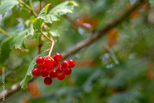 bright red berries and leaves of high bush cranberry viburnum opulus
