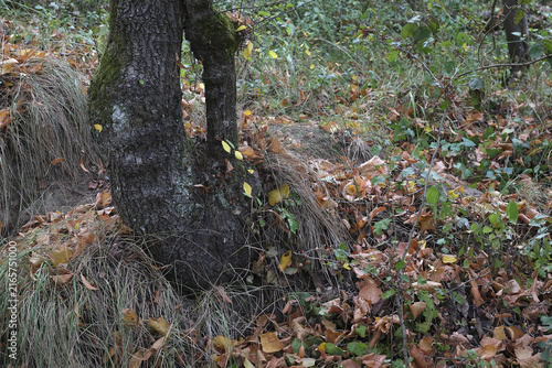 Feuilles mortes