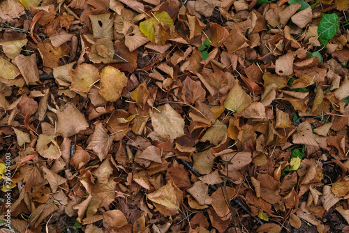 Feuilles mortes