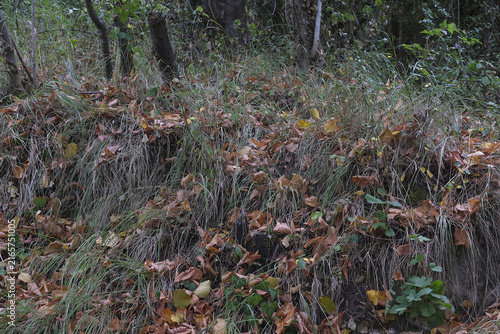 Feuilles mortes