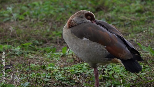 An adult Egyptian goose (Alopochen aegyptiaca) inspecting its surroundings while it is sleeping