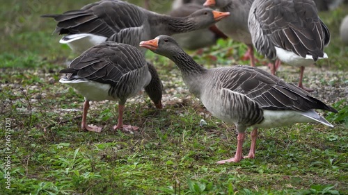 An adult greylag goose (Anser anser) adopting a threatening posture towards another goose.