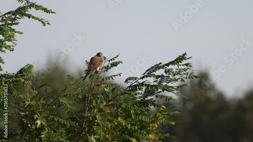A female common kestrel (Falco tinnunculus) balancing at the top of a bush in autumn