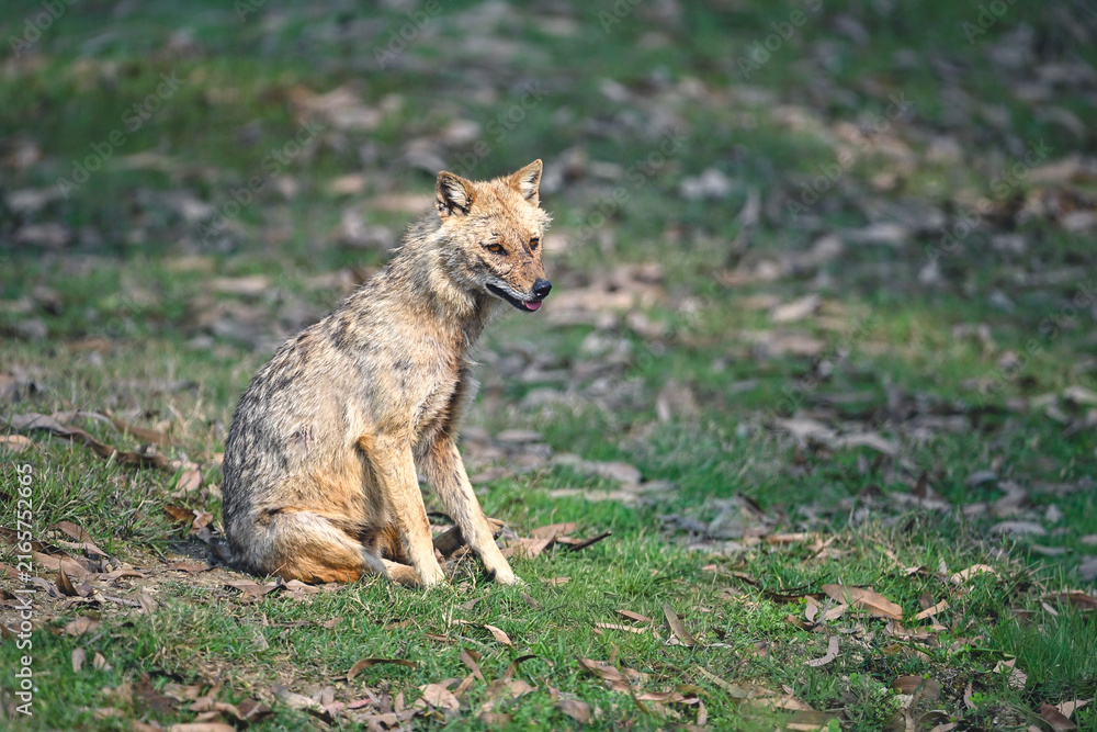 Obraz premium Golden jackal sits on grass among leaves