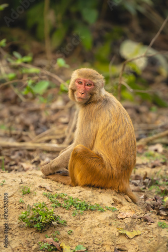 Rhesus macaque sits on ground watching camera