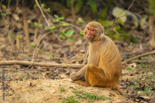 Rhesus macaque sits on ground with catchlights