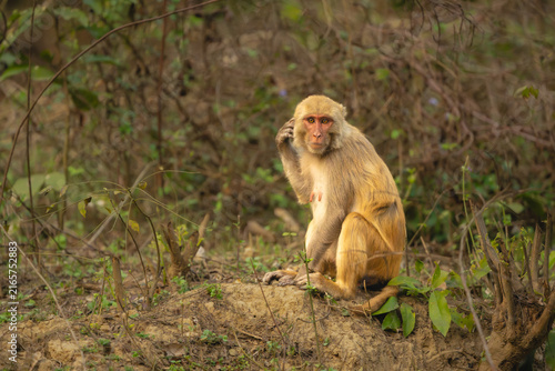 Rhesus macaque sits scratching head with paw