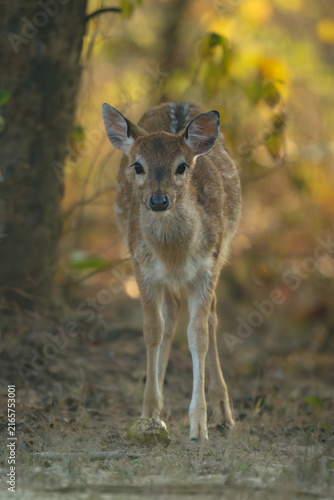 Obraz na płótnie Spotted deer stands facing camera near tree