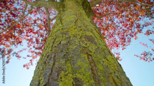 Red and Green Tree in a Park Forest with Moss Covered Bark, Autumn Foliage, Branches and Seasonal Nature Landscape