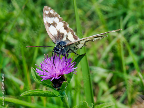 Foto Marbled White Butterfly (Melanargia galathea) on a thistle