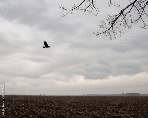 Black crow flying over empty plowed field under overcast sky, omen and augury concept