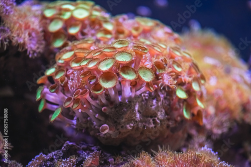 Canvastavla Zoanthid polyps unfurl vivid green and orange tentacles across a healthy reef, s