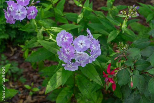 Fotografie Purple phlox flowers in a flowerbed, natural garden style, violet and green colo