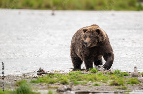 Alaskan brown bear standing in Brooks River
