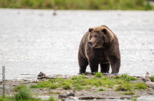 Alaskan brown bear standing in Brooks River