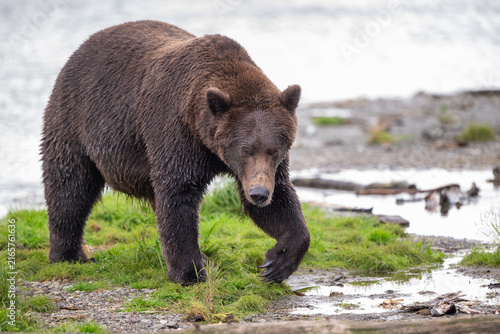 Alaskan brown bear standing in the shallows of Brooks River on a rainy day
