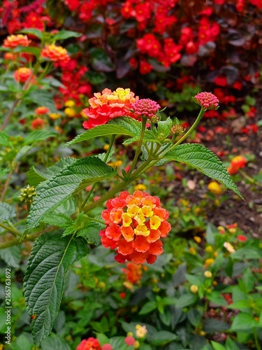 Quadro su tela Close up of vibrant orange and yellow Lantana camara flowers in the garden