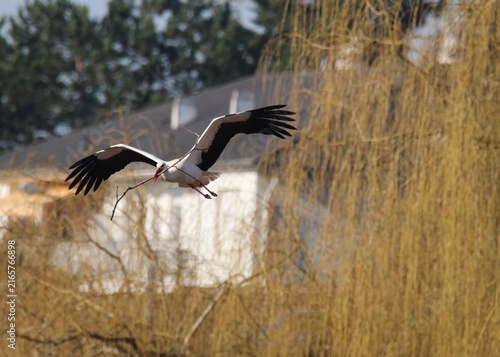 Cuadro en lienzo Cigogne blanche en vol avec une branche dans le bec