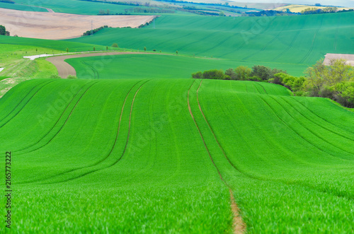 Rolling green agricultural fields in South Moravia, Czech Republic, known as the Moravian Tuscany, with gently undulating hills, crop patterns, tree lines and a picturesque rural landscape.